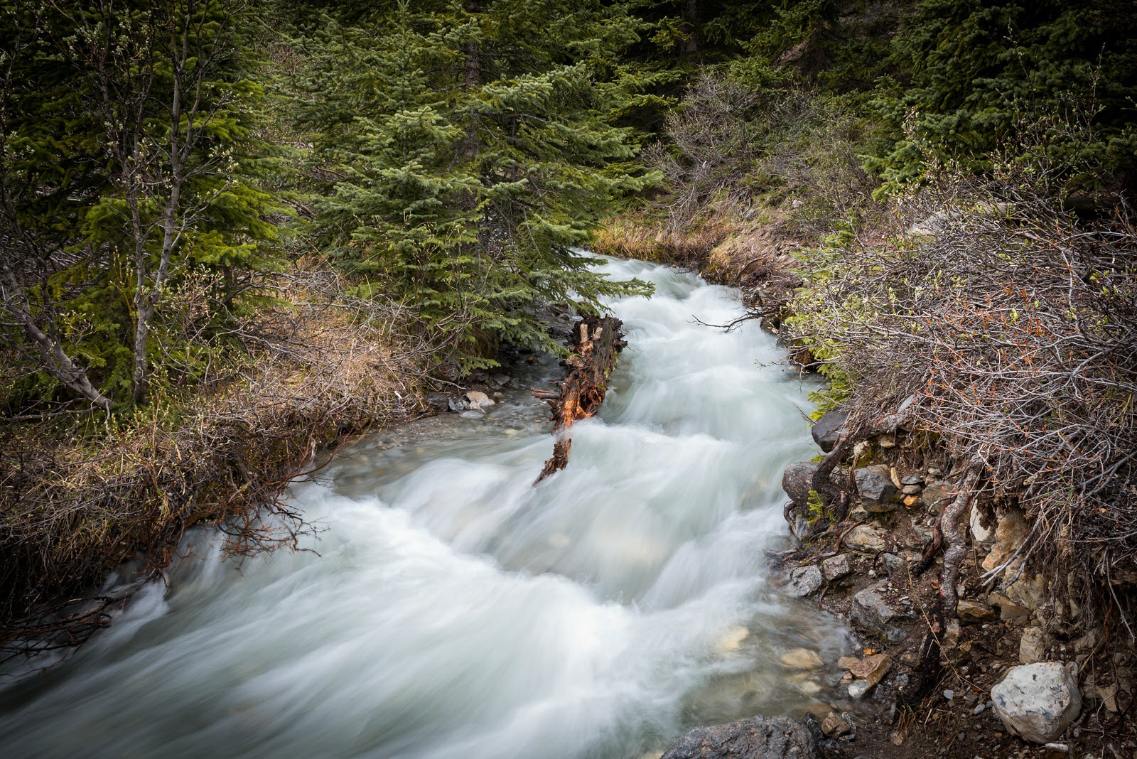 Creek in motion
